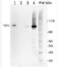 PEPC | Phosphoenolpyruvate carboxylase in the group Antibodies for Plant/Algal  / Global Antibodies at Agrisera AB (Antibodies for research) (AS09 458)